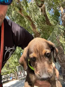 Adopt Edi