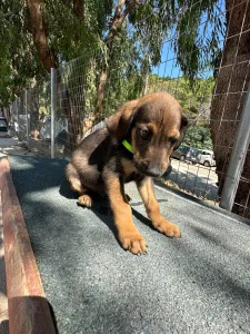 Adopt Edi