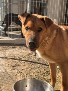 Adoptie hond Bublis