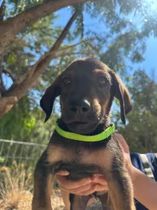 Adopt Edi