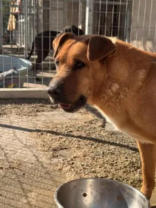 Adoptie hond Bublis