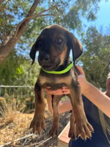 Adopt Edi
