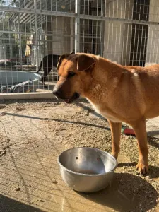 Adoptie hond Bublis