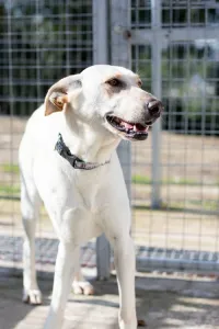 Hund Snow adoptieren
