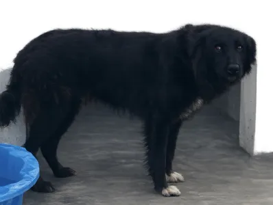 Adoptionsprofil für Bella
