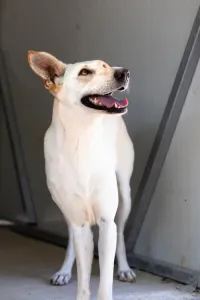 Hund Snow adoptieren