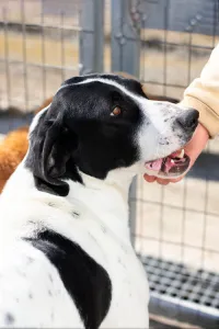 Adopt Gina