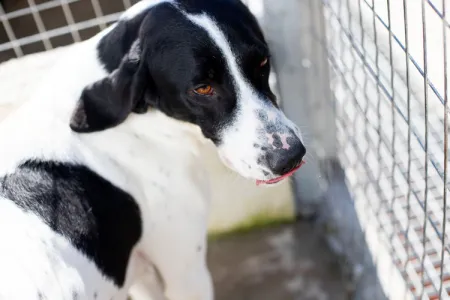 Adopt Gina