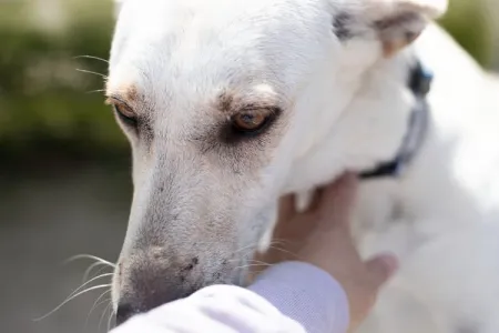 Hund Snow adoptieren