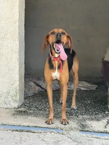 Adoptionsprofil für Lara