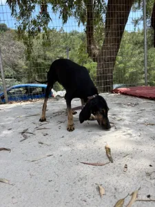 Adoptionsprofil für Naomi