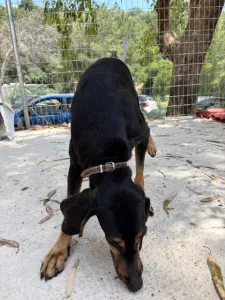 Adopt Naomi