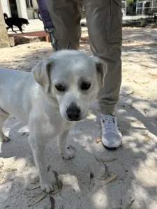 Adoptie hond White
