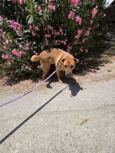 Adoptie hond Bublis