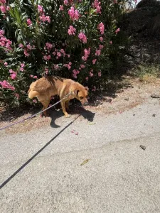 Adoptie hond Bublis