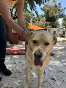 Adopt Angel