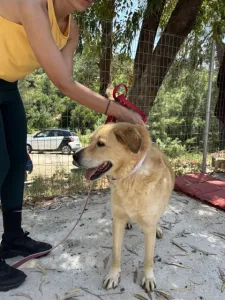 Adopt Angel