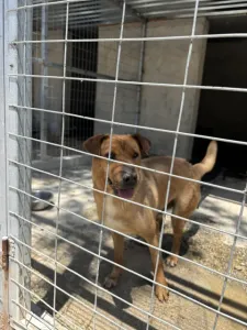 Adoptie hond Bublis