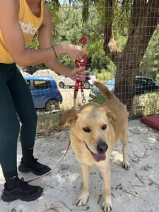 Adopt Angel