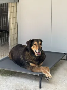 Adoptionsprofil für Nappi