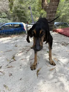 Adopt Naomi