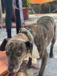 Adopt Tiger