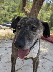 Adopt Tiger