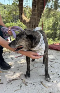 Adopt Tiger