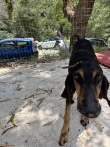 Adopt Naomi