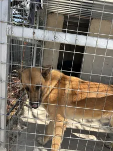 Adoptionsprofil für Mouxtar