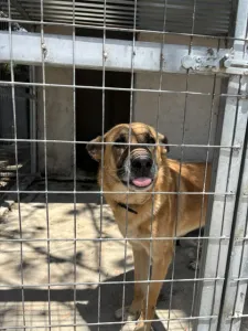 Adopt Mouxtar