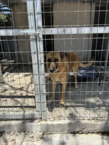 Adopt Mouxtar