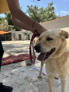 Adopt Angel