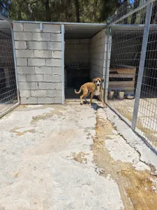 Adoptionsprofil für Cosmos
