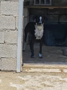 Adopt Row