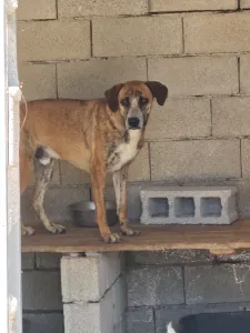 Adoptie hond Cosmos