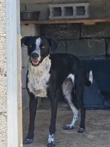 Adopt Row