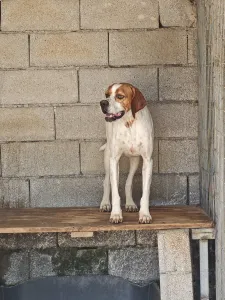 Adoptionsprofil für Aris