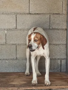 Adopt Aris