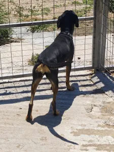 Υιοθεσία σκύλου Zina
