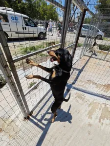 Υιοθεσία σκύλου Zina