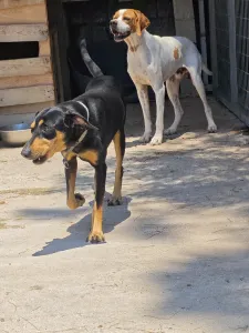 Υιοθεσία σκύλου Zina