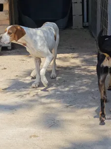 Adopt Aris
