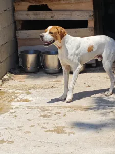 Adopt Aris