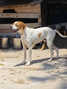 Adopt Aris