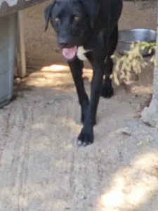 Adoptionsprofil für Max
