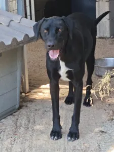 Hund Max adoptieren