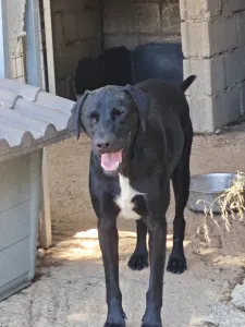 Hund Max adoptieren