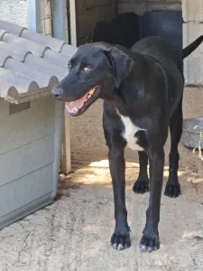 Hund Max adoptieren