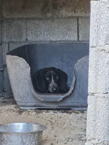 Hund Irma adoptieren